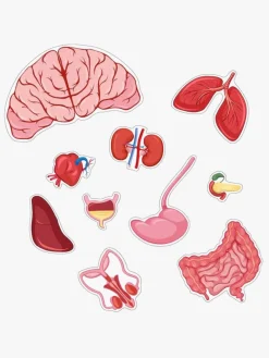 Barbo Toys Body Puslespil Dreng 36 Brikker