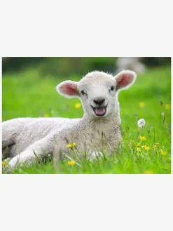 Ravensburger Puslespil Bondegårdsdyr 2x12 Brikker