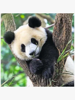 Ravensburger Puslespil Panda, Lion and Tiger 3x49 Brikker